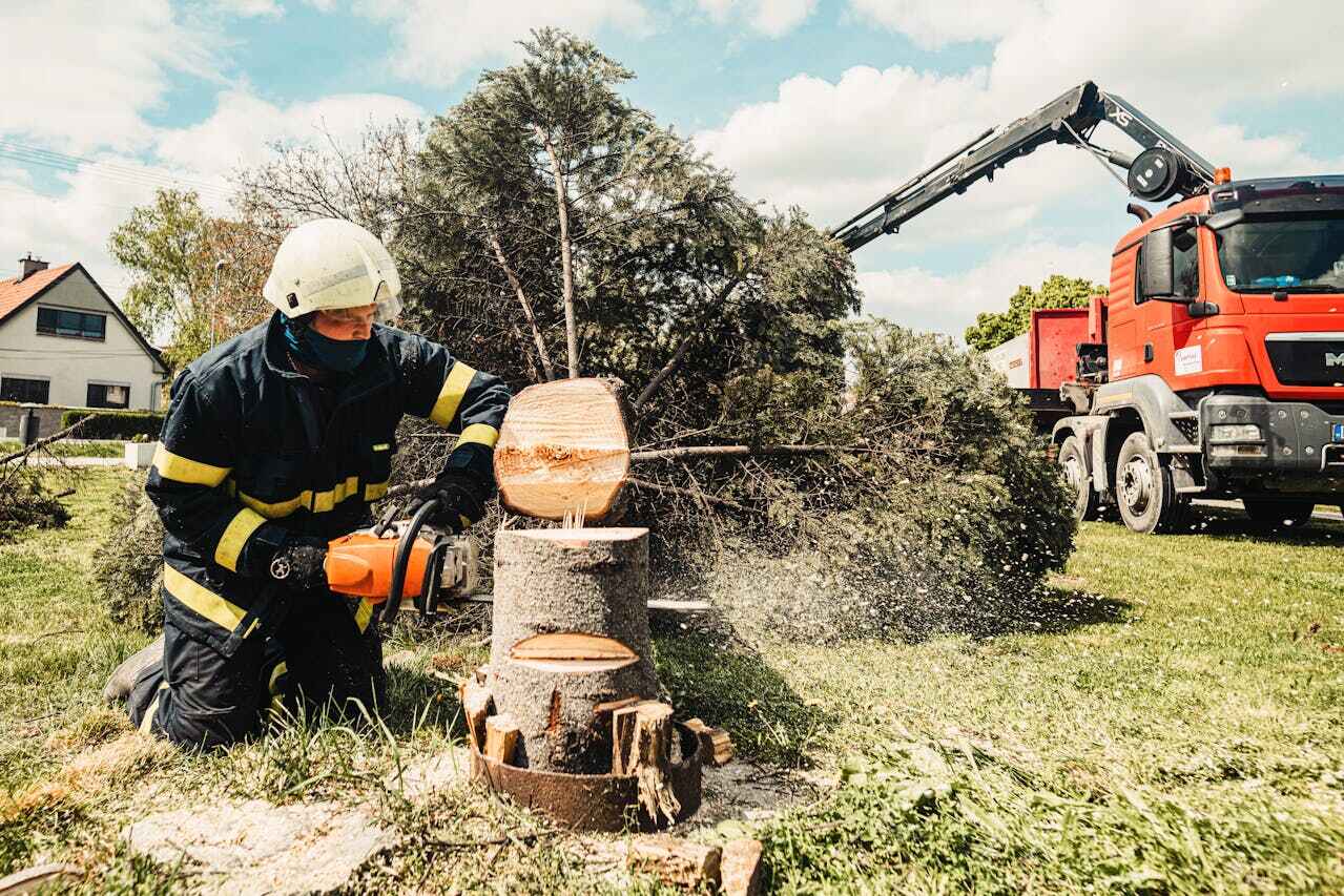 Tree Health Inspection in Newton, TX